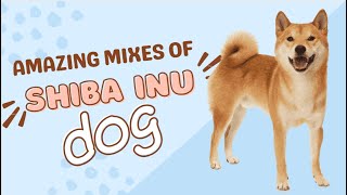 Shiba Inu Mix: The 5 Things You Need to Know Before You Get One by Cross Breeds 72 views 4 months ago 3 minutes, 46 seconds