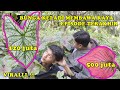 " Bunga Keladi Membawa Kaya " - Film Komedi Tapsel Episode Terakhir Viral 2020