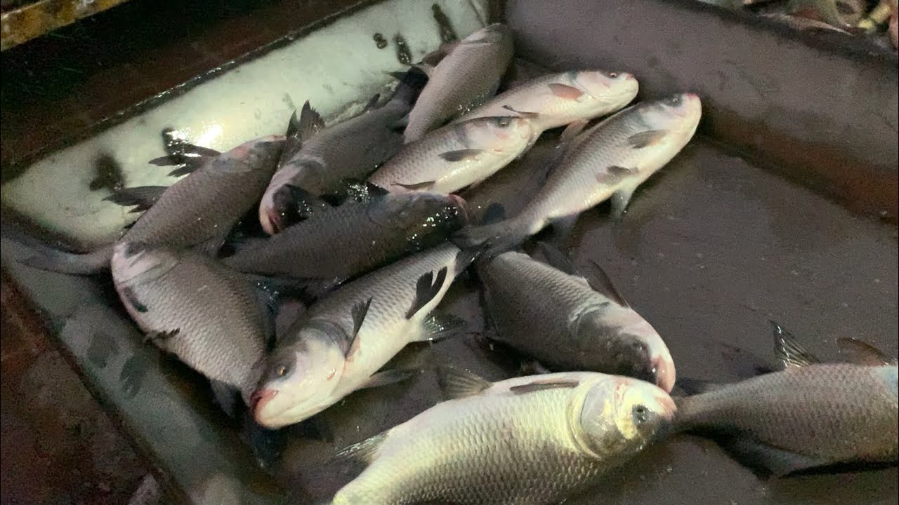 wow big size Katla fish selling live skills by expert fish seller in Fishmarket 