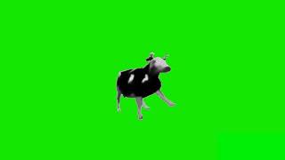 Польская корова танцует на зелёном фоне