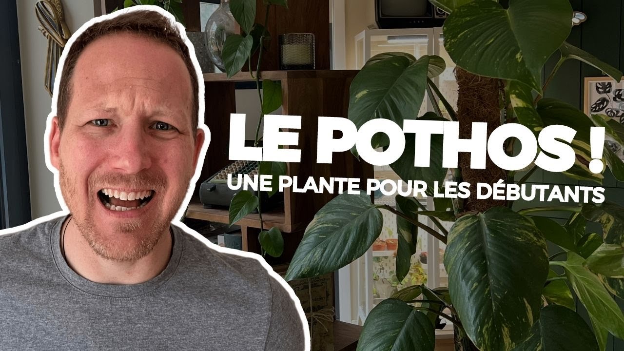 LE POTHOS : une plante FACILE pour les DÉBUTANTS !