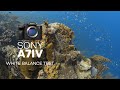 Sony a7 iv  vido de test de balance des blancs sousmarine