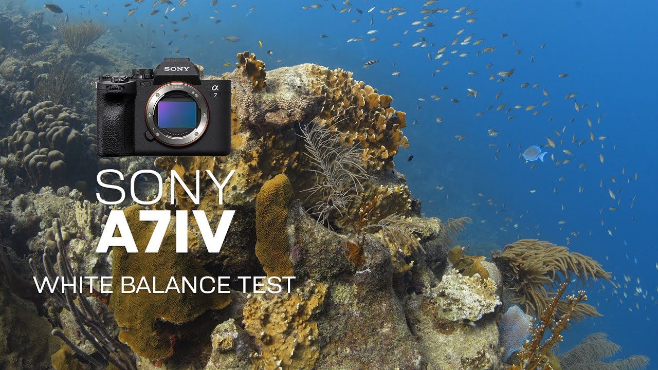 Sony A7 IV Underwater White Balance Test Video YouTube
