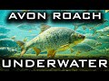 Roach Fishing on the Hampshire Avon | Trevor Harrop | Above and Below the Surface