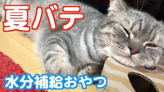 夏バテしてしまった猫に水分補給もできるおやつを与えてみたら・・・w