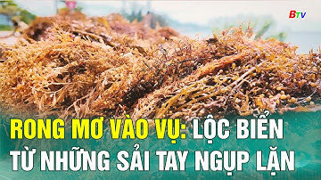 Rong mơ vào vụ: lộc biển từ những sải tay ngụp lặn  | BTV - TRUYỀN HÌNH BÌNH DƯƠNG