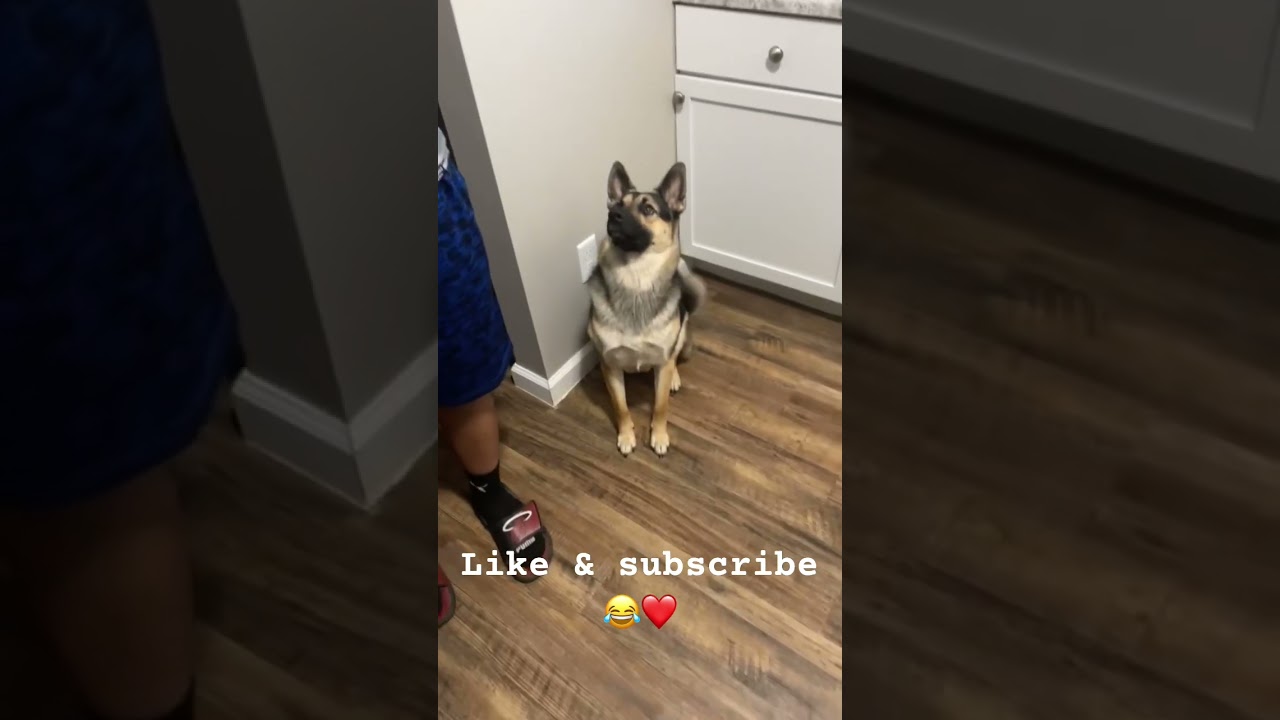 #shepsky