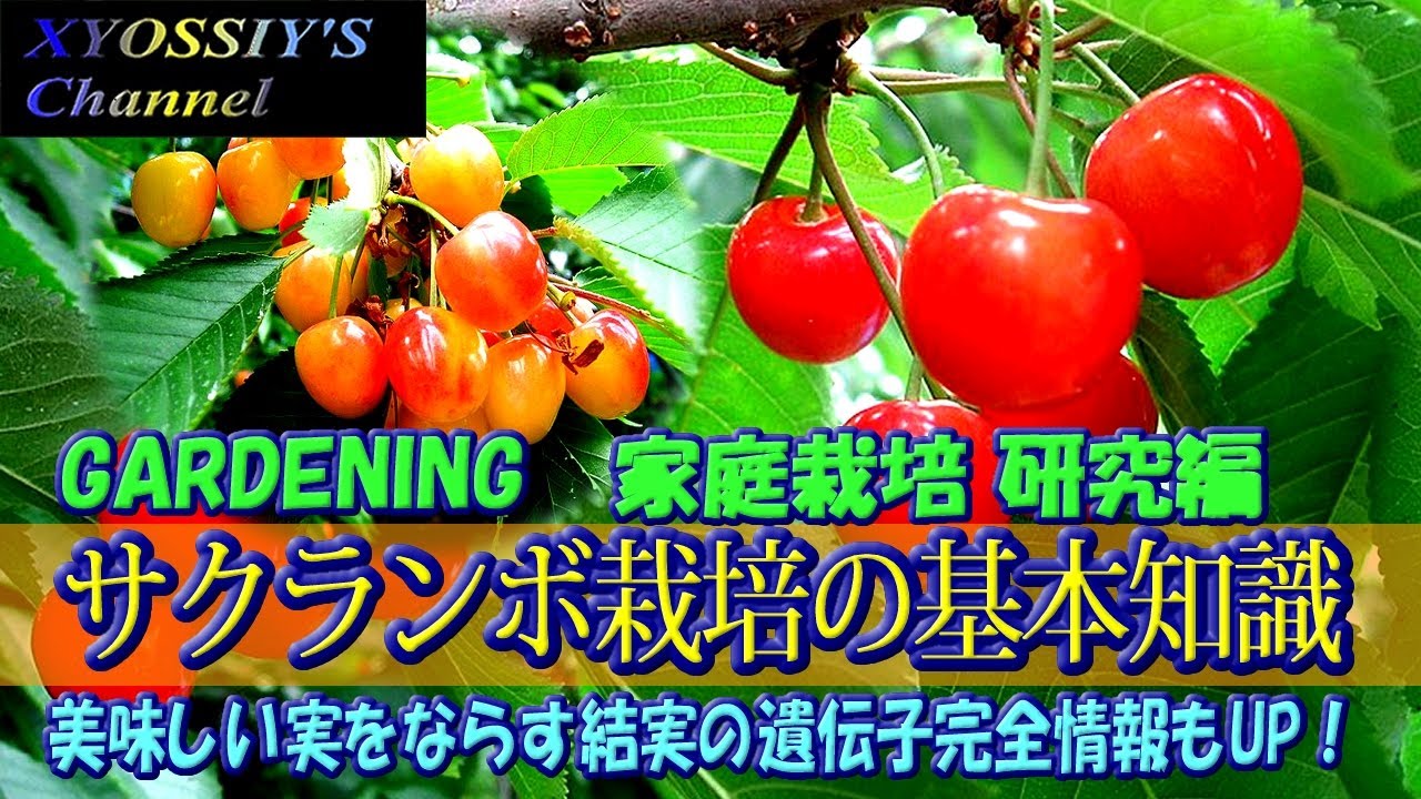 XYOSSIYの果樹チャンネル】サクランボの家庭栽培基礎知識（佐藤錦
