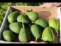 Avocado tree updates and taste test