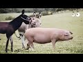 حمار وحنزير ولكن اكتشف القصص المذهلة عن الحمار والخنزير Donkey And Pig 