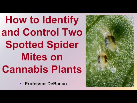 How to Identify and Control Two Spotted Spider Mites on Cannabis Plants