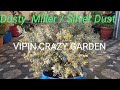Dusty Miller/Silver Dust plant Heavy bloom ,grow care  easy tips