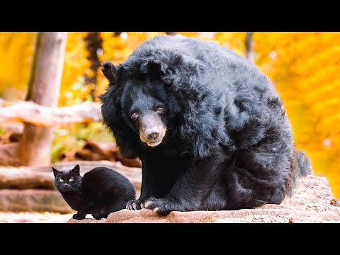 野良猫に食べ物を分け与えたひとりぼっちのくま。種族を超えた真の友情物語に心打たれる【感動】