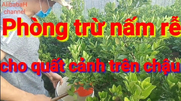 Biện pháp phòng trừ nấm rễ cho quất cảnh trên chậu, cách chăm sóc quất cảnh, quất tết đẹp