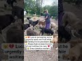 😭💔🙏 Link in bio to support. 🙏💔🐾#FIPWarrior #AnimalRescue #CatLovers