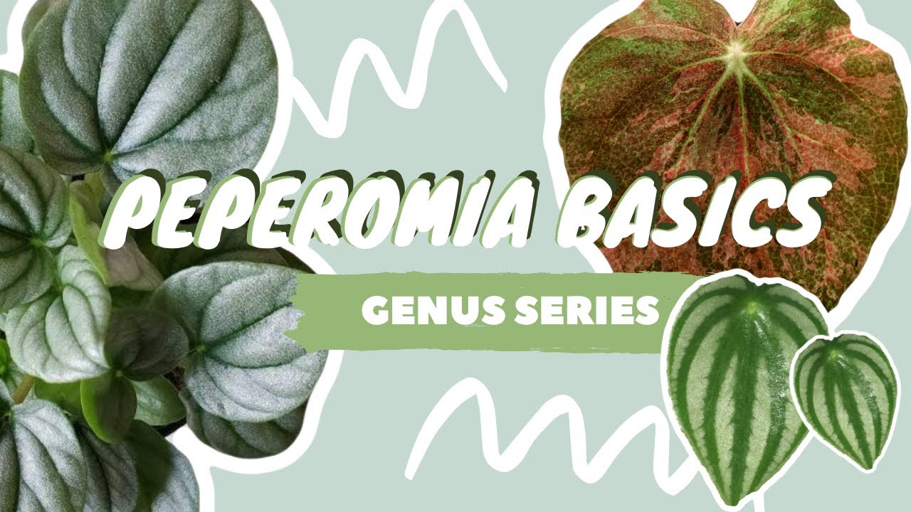 Уход за растениями пеперомия + коллекция | серия комнатных растений