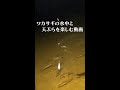 (釣り)ワカサギの水中と天ぷらを楽しむ動画 #shorts