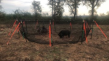 Catch Club - Walter M - Video 1 | Pig Brig Trap Systems