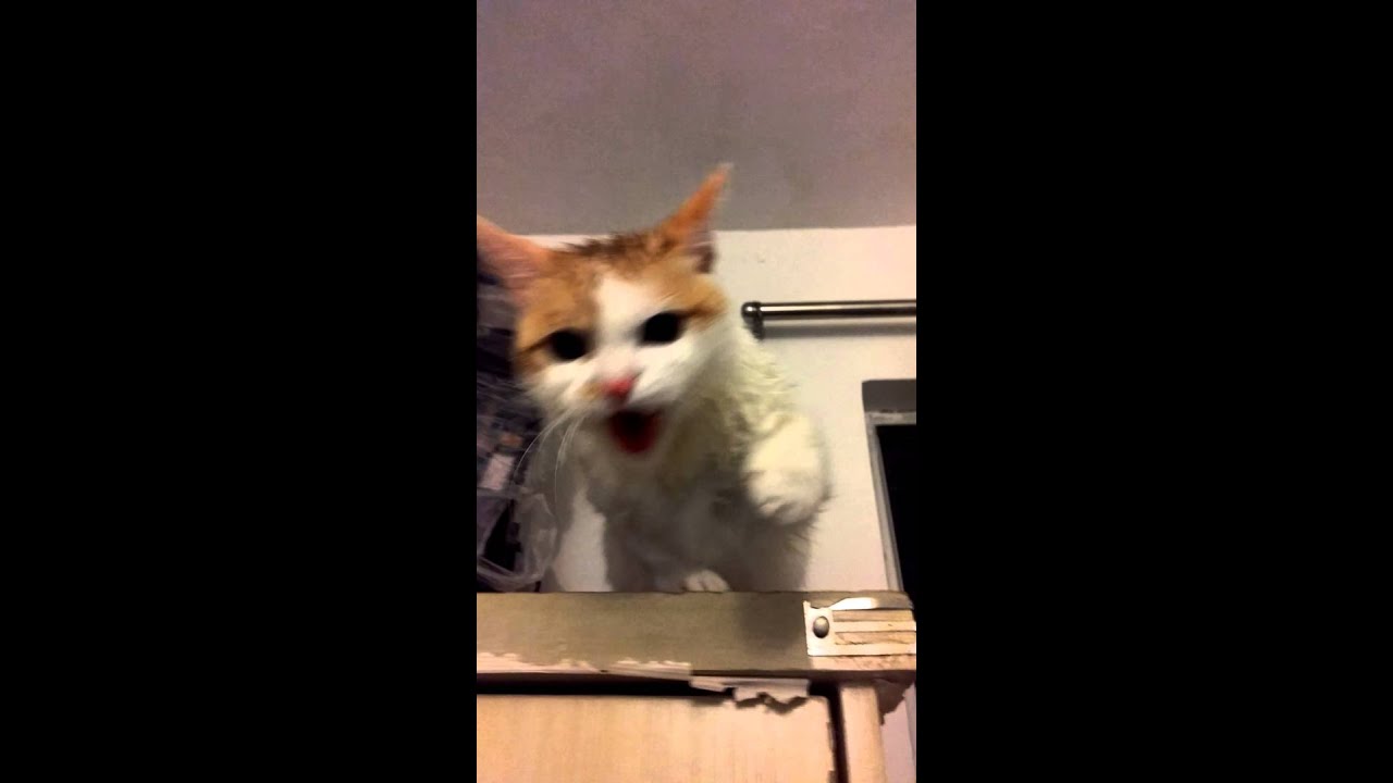 camera iphone 8 plus apk Angry cat 1