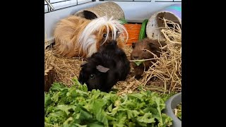 Guinea CCTV ~ Night time play around and eating