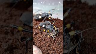 #клоп хищнец охотится #assassinbug hunts.