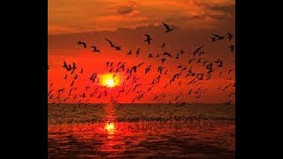 surah Al Fajr Ahmed Al Ajmi best