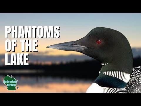 5 Things You Didn't Know About Common Loons
