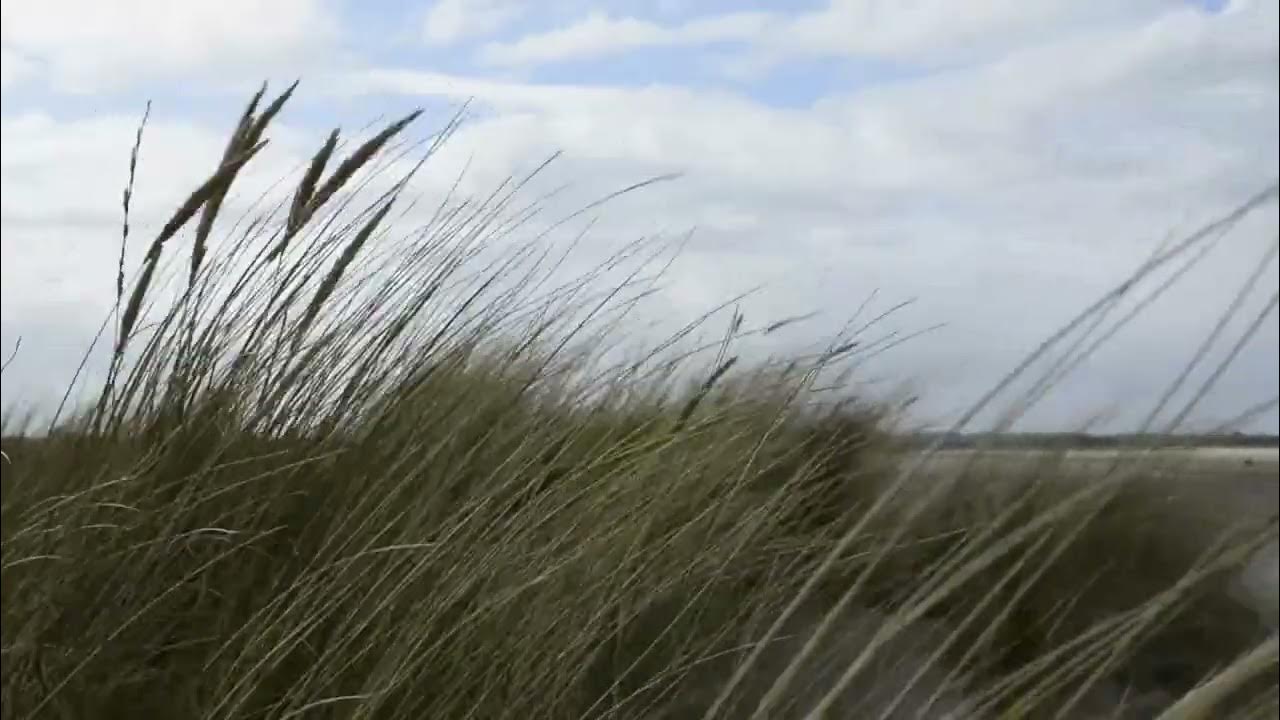 Шум травы на ветру. Ковыль вейниковый. Стрелецкая степь ковыль узколистный. Звук шелеста травы. Шум травы на ветру.