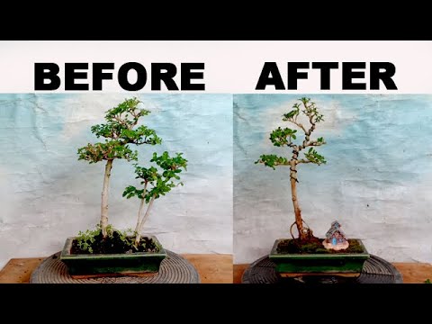 Pembentukan Ulang Bahan Bonsai Sancang Grouping Youtube