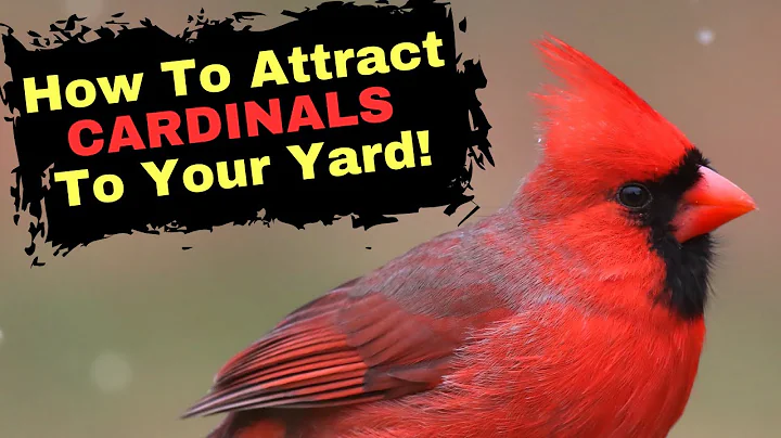 How To Attract Cardinals To Your Yard!