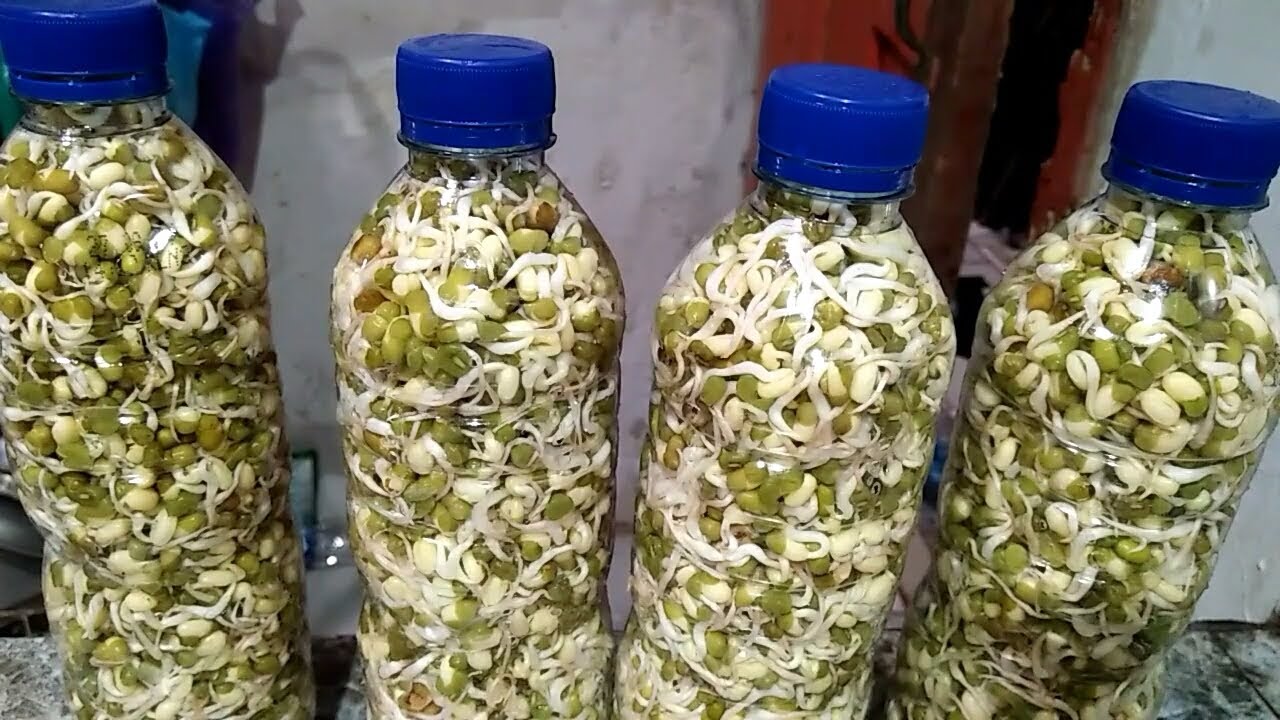 Ide Membuat toge dalam botol bekas dan cara mudah membersihkan kulit tauge