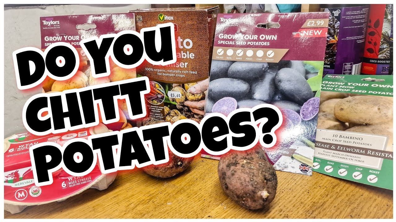 New Seed Potatoes [HOW TO CHITT POTATOES] Do you need to Chitt? - YouTube