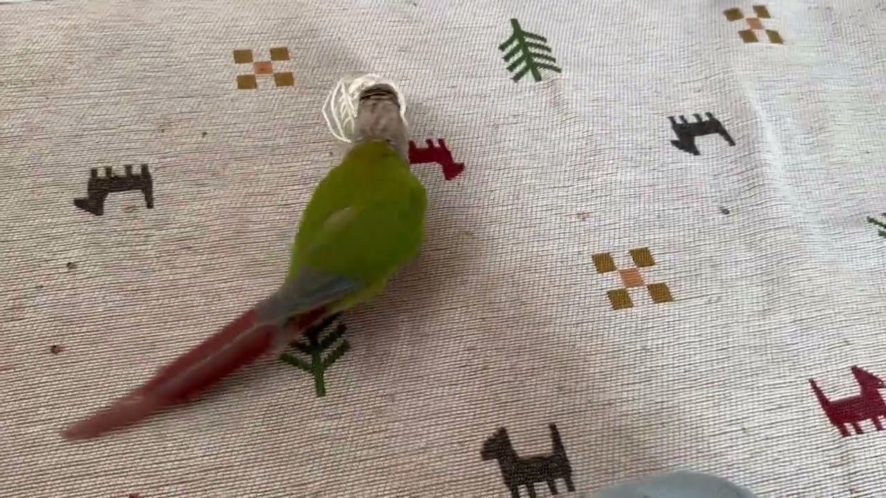 音のなるボールで遊ぶウロコインコ