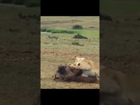 وحوش البرية مقاطع فيديو حيوانات مفترسه