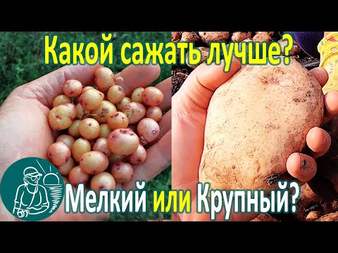 Видео: Когда чищенный картофель готов к посадке?