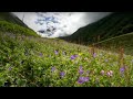 The Valley of Flowers | Ganges | BBC Studios
