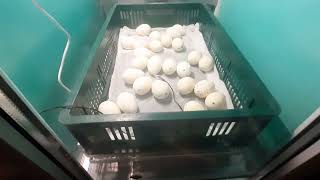 Вывод индюшат в новом инкубаторе на 400 яиц.
