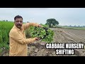Cabbage Nursery Shifting to Field | Transplanting Healthy Seedlings