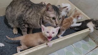 Mother Cat Said To Baby Kittens: Mom Is Home, Why Are You Crying So Much?
