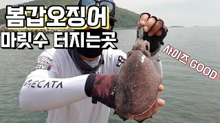 [훅킹TV] 서해 봄갑오징어 난리났다ㅣ사이즈좋고마릿수까지ㅣ서해권 몇안되는 명당포인트
