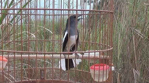 Chòe than mái mồi gọi và kích trống cực gắt | File đi bẫy chuẩn không cần chỉnh phần 3