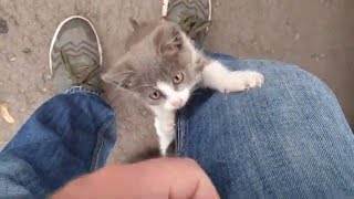 Abandoned Kittens are very hungry, affectionate and playful by Nine Lives 4,659 views 4 years ago 6 minutes, 39 seconds