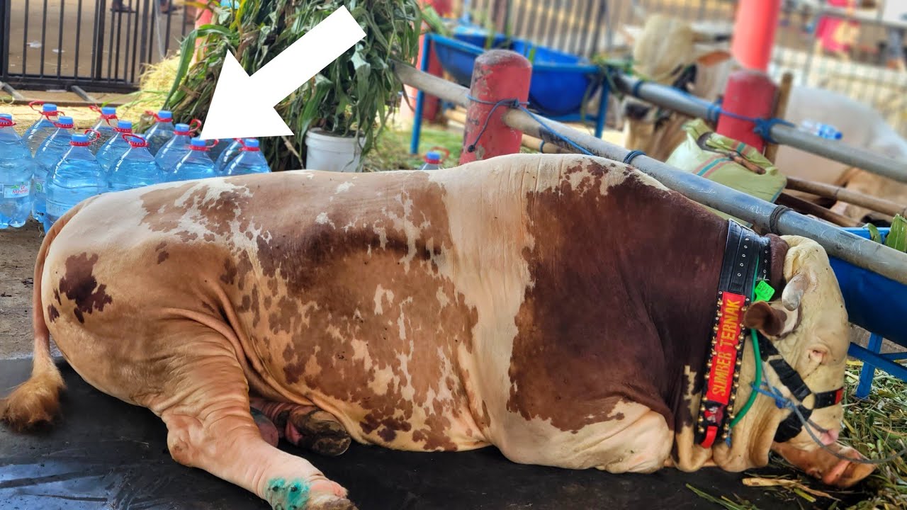 Sapi RAKSASA PEMINUM AIR MINERAL KEMASAN