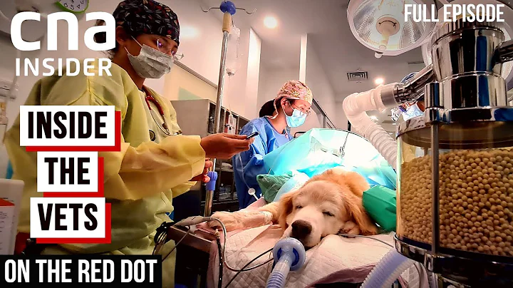 Meet The Vets: Inside The Veterinary | On The Red Dot | At The Vets - Part 1 | Full Episode - DayDayNews