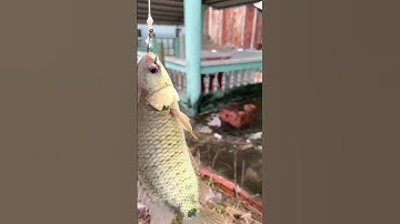 Thằng em bên nước ngoài về câu trúng ổ cá rô khủng