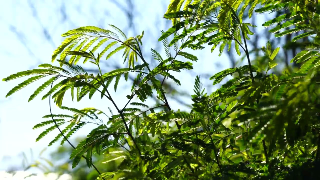 Close-up Of Plant With Green Leaves On A Windy Day 