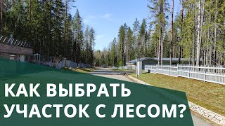 Участки с лесом. Плюсы и минусы. Что важно знать?