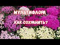 Хризантема Мультифлора. 3 способа сохранить на следующий год!
