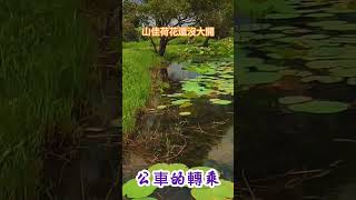 山佳荷花還沒大開#打卡#旅行#景點#山佳#車站#荷花#鳥#昆蟲#雨#遊客#去哪玩#生活#觀光#活動#美食#熱門#travel#銀髮族#網紅#新北市#cafe#ubike#火車#台鐵