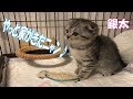 子猫ちゃんに家が届いたにゃん♪【ｽｺﾃｨｯｼｭﾌｫｰﾙﾄﾞ】【Scottish Fold】ｱｲﾘｽｵｰﾔﾏｺﾝﾋﾞﾈｰｼｮﾝｻｰｸﾙ